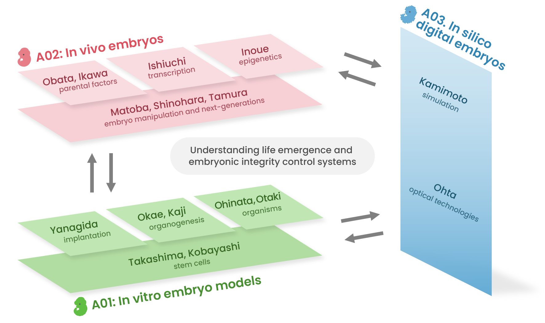 Understanding life emergence and  embryonic integrity control systems